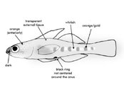 Glass Goby.jpg
