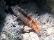 Saddled Blenny Dry Tortugas Kris Wilk.jpg