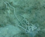 burrowingbrittlestar.jpg