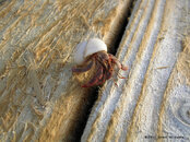 Cayman_Crab_sml.jpg