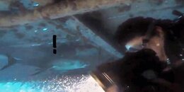 Shark reg attack 2b.jpg Shark reg attack 2b.jpg