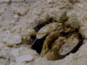 2012-06-17 Mantis.jpg