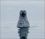 seal.jpg
