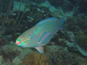Parrotfish.jpg