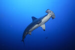 extra_hammerhead.jpg