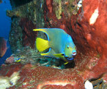 yellow-fish.jpg