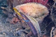 IMG_8499wa bee.jpg