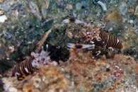 IMG_9631wa pair.jpg