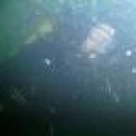 C Diver