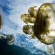 GSB_Diver