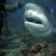 Shark Bait!