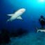 Divebreu