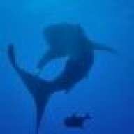 rhincodon