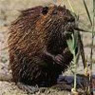 Scubacastor