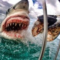 Dangerous Sharks in Cozumel | ScubaBoard