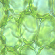 SeaTriskeLion