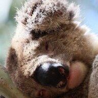 Koalaroo