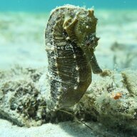 Reef