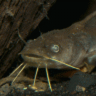 Histrix