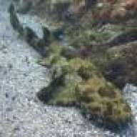 Wobbegong wannabe