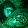 Seaturtle777