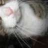 Vypurr12