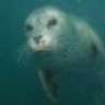 HSeal