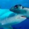 HAMMERHEAD76