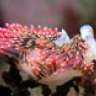 NudiDiver