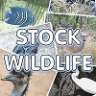 stockwildlife