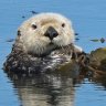 sea_otter