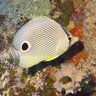 Love to dive!