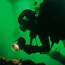 kelpscape