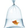Fish in a bag