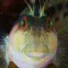 Puffer Fish