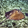 Mantaray95616