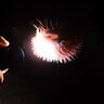 Porcupinefish_26