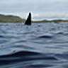 Swims with Orca