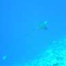 drmdiver