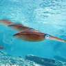 vtscuba