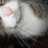 Vypurr12
