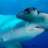 HAMMERHEAD76