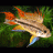 RenderTiger