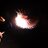 Porcupinefish_26