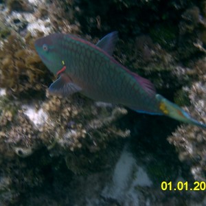 My Dive Pictures
