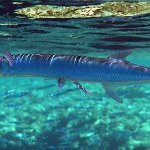 Japan - Ishigaki-Jima