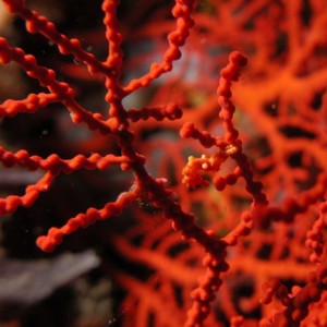 Lembeh