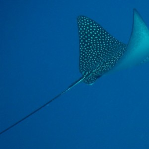 Bonaire