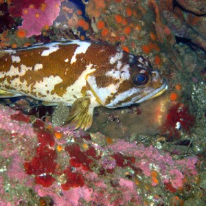 Pt. Lobos  23 July 2005