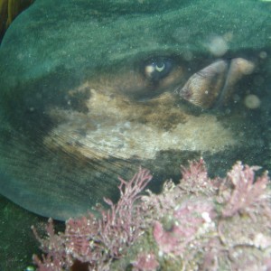 Anacapa Channel Island Photos